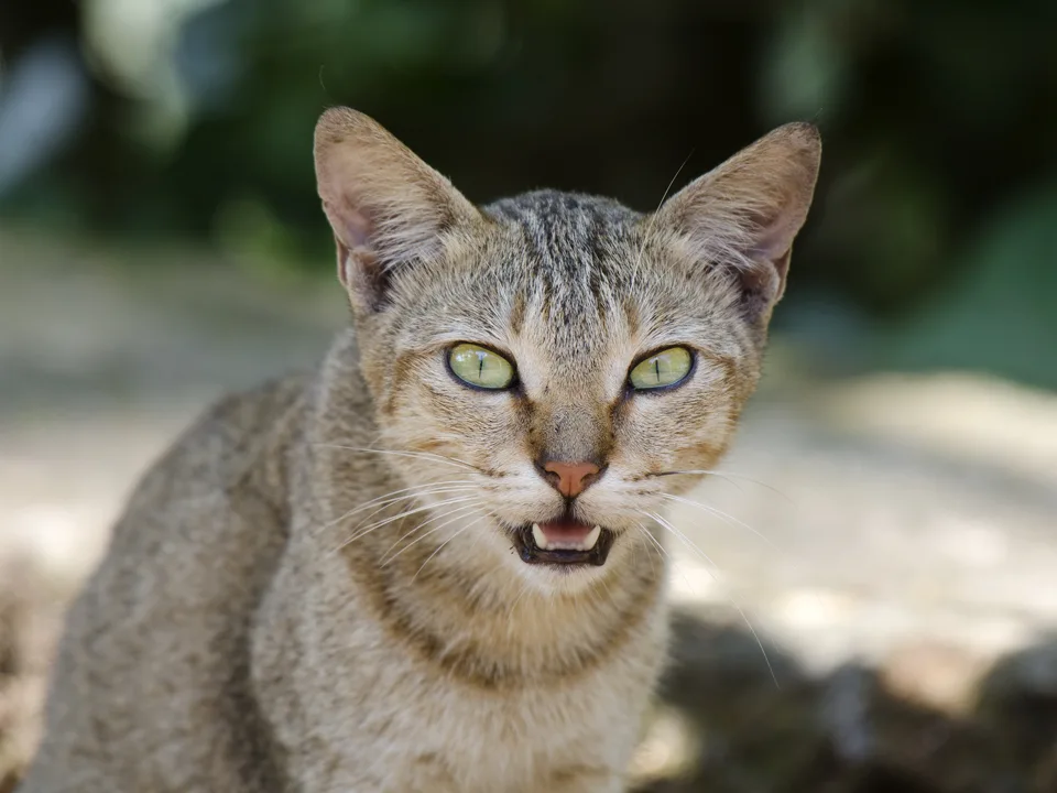 Retrato de un gato doméstico con la boca abierta