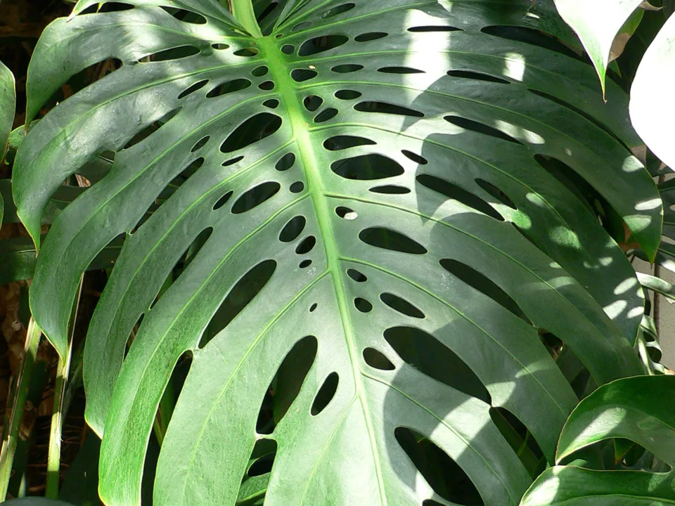Hoja verde de Monstera deliciosa