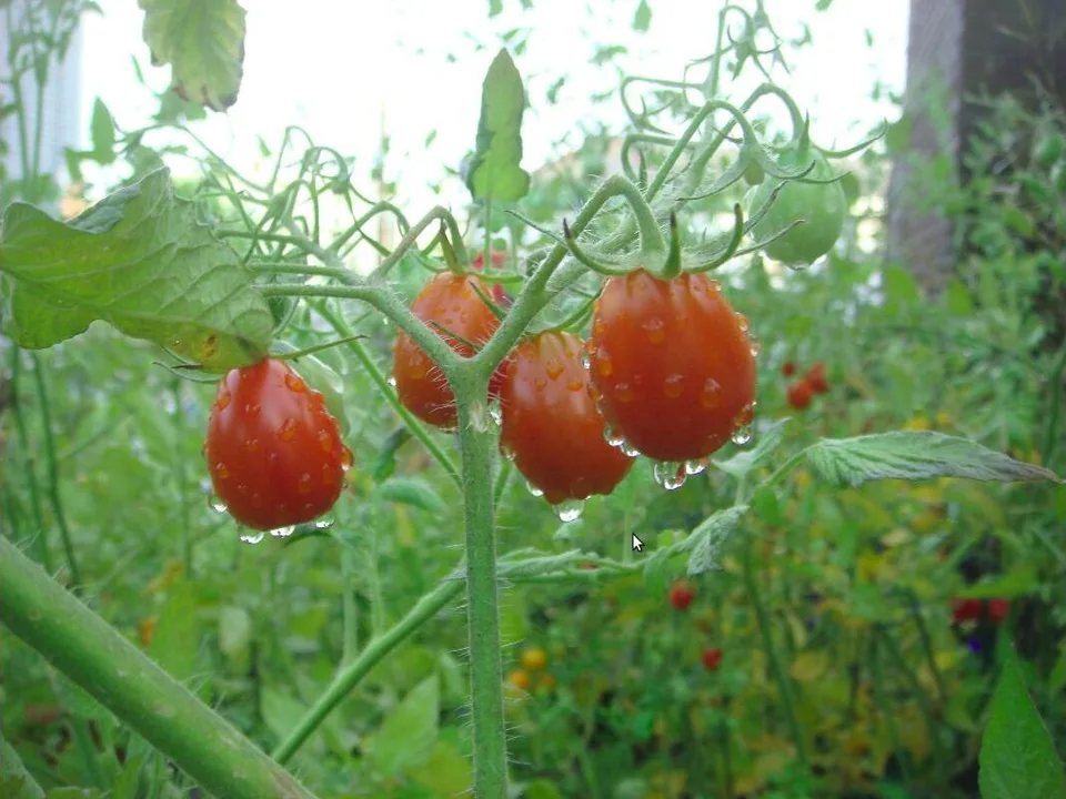 Tomates rojos y verdes en la planta
